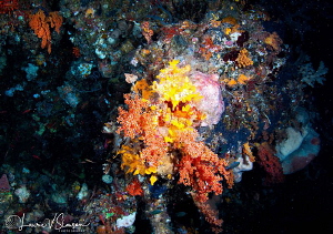 Colorful Corals in a Cave/Photographed with a Tokina 10-1... by Laurie Slawson 